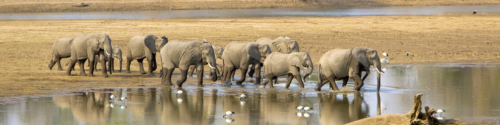 south_luangwa_national_park-shutterstock-223620178_b